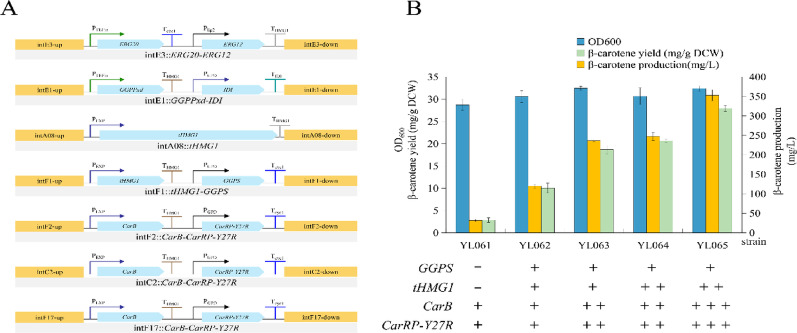 Identifying new targets for improving terpenoid biosynthesis in Yarrowia lipolytica through random genomic cytosine base editing.