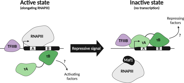 Should I stay or should I go: TFIIIC as assembly factor and barrier in RNA polymerase III transcription.