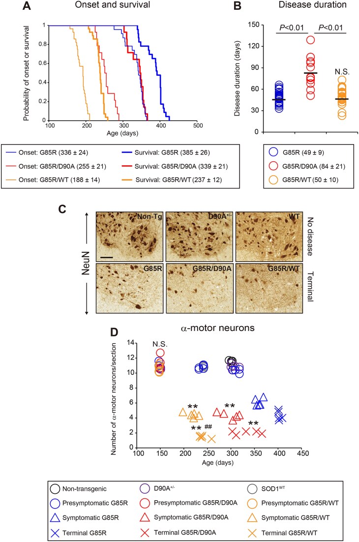 Diverse effects of coexpression of human SOD1 variants on motor neuron disease.