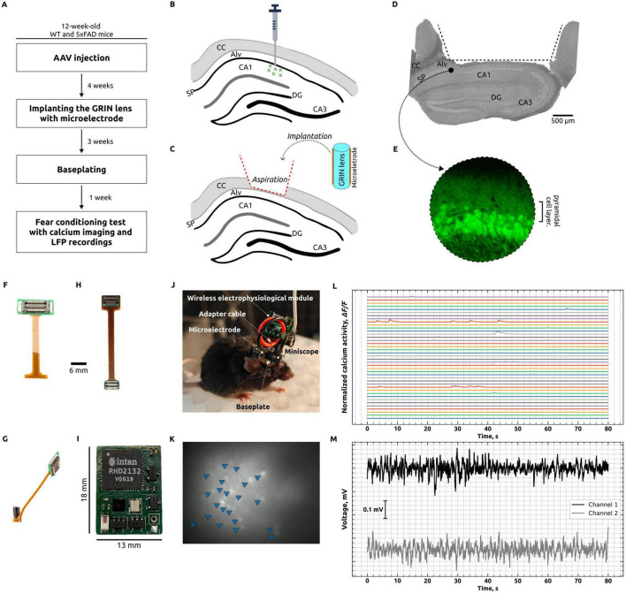 Disrupted calcium dynamics and electrophysiological activity in the stratum pyramidale and hippocampal alveus during fear conditioning in the 5xFAD model of Alzheimer's disease.