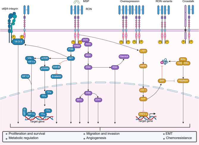MSP-RON signaling in liver pathobiology and as an emerging therapeutic target: a review of the current evidence.