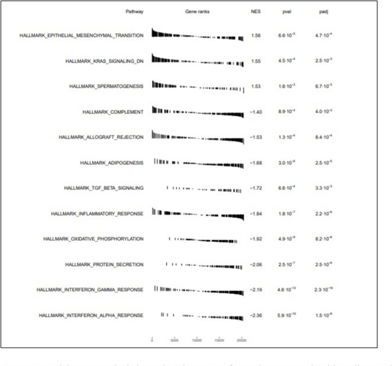 Atypical mesenchyme in congenital pulmonary airways malformation: a promising new focus.