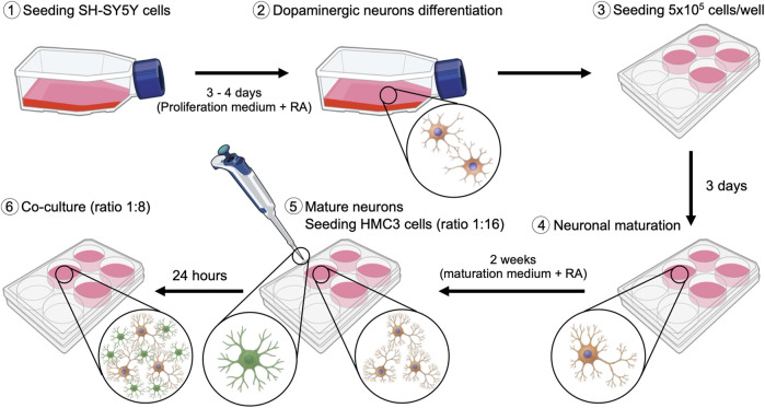Ethanol-induced changes in neurotrophic and immune genes are regulated by receptor-type protein tyrosine phosphatase β/ζ (RPTPβ/ζ) and microglial-neuronal interactions.
