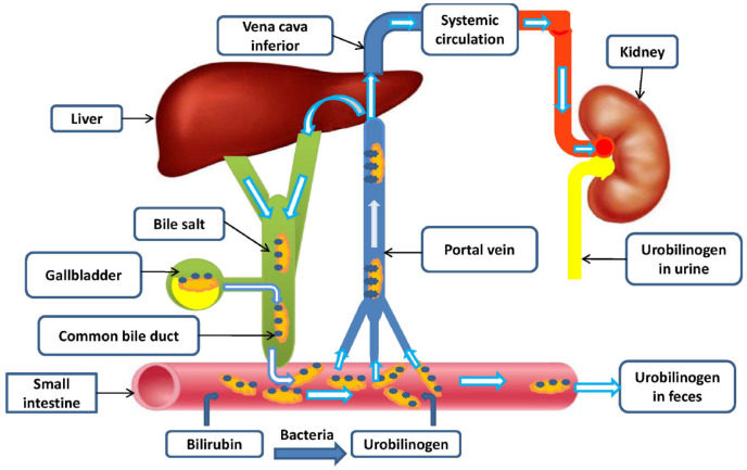 Bile acids in metabolic dysfunction-associated steatotic liver disease.