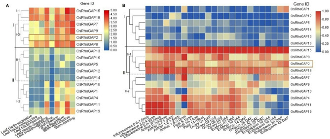 Genome-Wide Identification of the RhoGAP Gene Family and Main Function of OsRhoGAP2 in Seed Germination of Rice by Transcriptome Analysis.