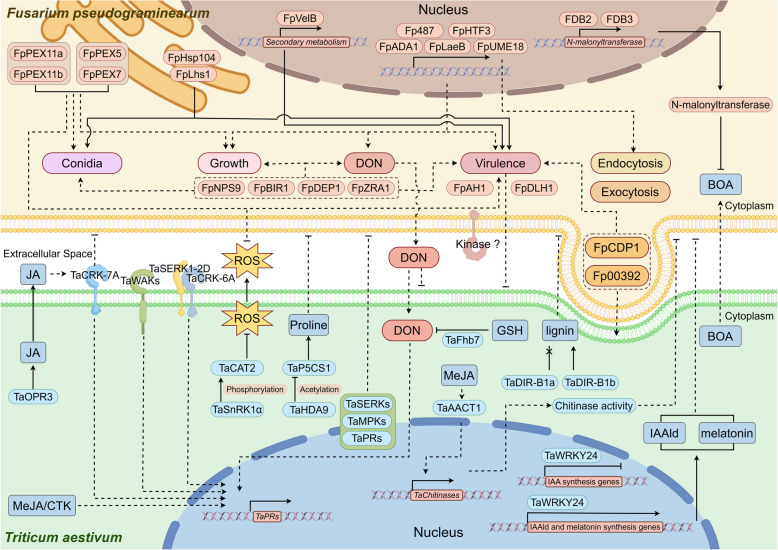 Crown rot in wheat: pathogen biology, host responses, and management strategies.