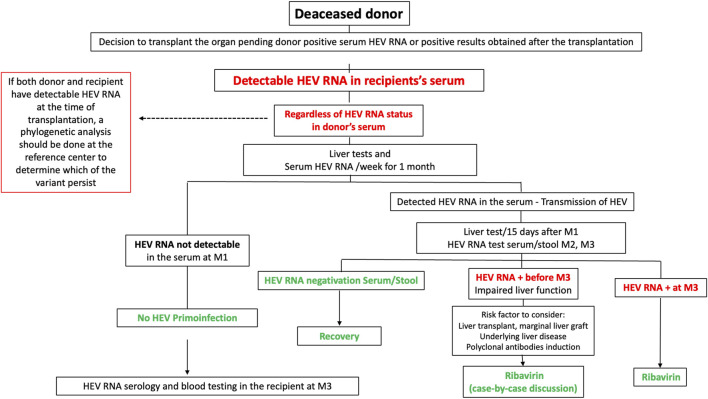 Updates on Donor-Derived Infection in Solid Organ Transplantation, Report from the 2024 GTI (Infection and Transplantation Group) Annual Meeting.