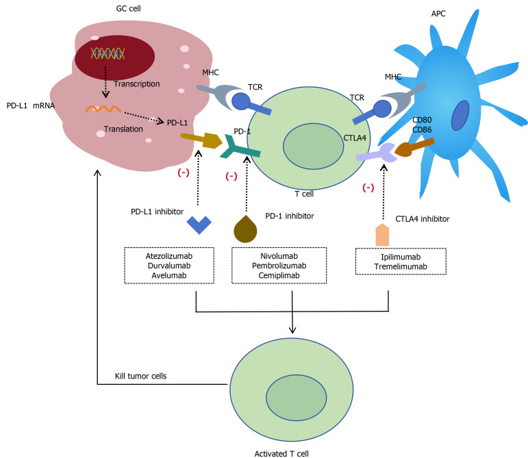 Progress of immune checkpoint inhibitors in gastric cancer.