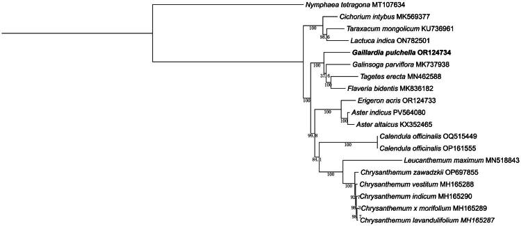 The complete chloroplast genome of <i>Gaillardia pulchella</i> Foug. and its phylogenetic analysis.