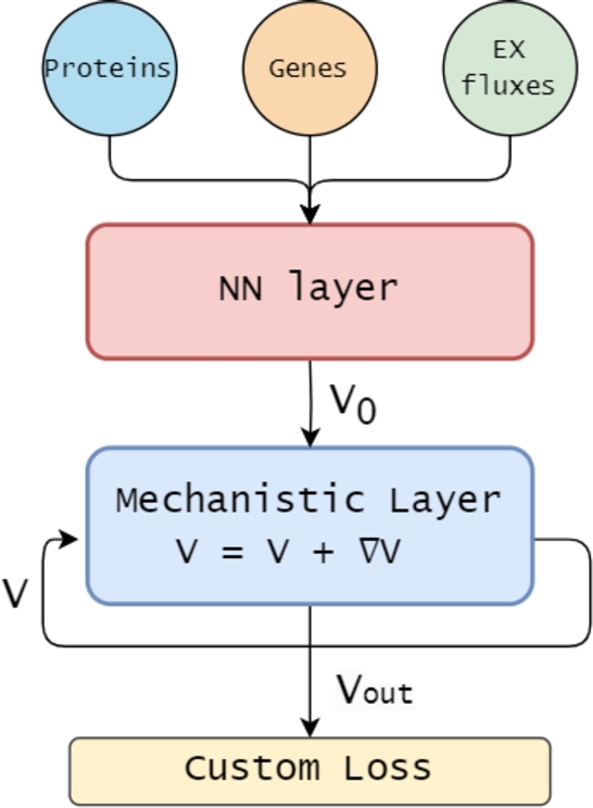 MINN: A metabolic-informed neural network for integrating omics data into genome-scale metabolic modeling.