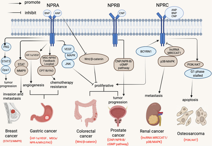 The role and clinical value of natriuretic peptide receptor family in malignant tumor.