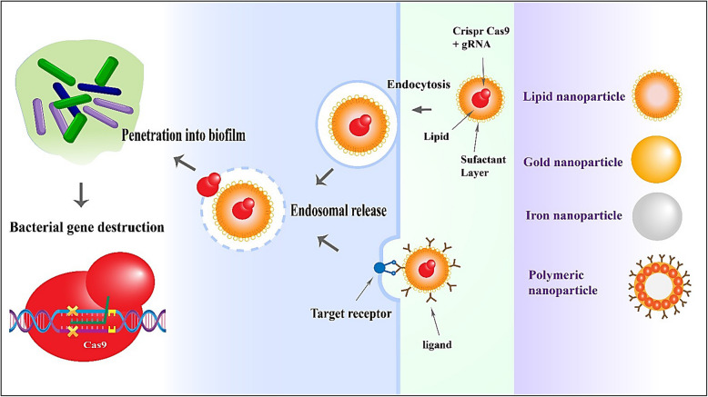 Innovative approaches to combat antibiotic resistance: integrating CRISPR/Cas9 and nanoparticles against biofilm-driven infections.