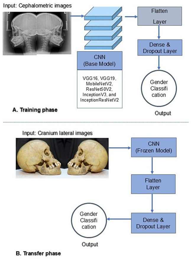Development and evaluation of a convolutional neural network model for sex prediction using cephalometric radiographs and cranial photographs.