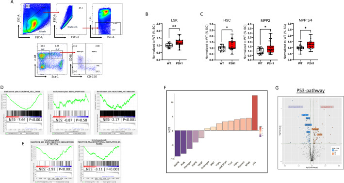 Hypoxia inducible factor 1α-driven steroidogenesis impacts systemic hematopoiesis.