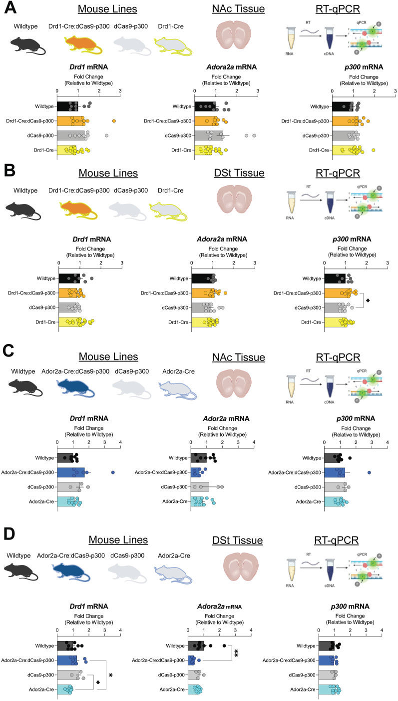 Dopamine Receptor 1 Specific CRISPRa Mice Exhibit Disrupted Behaviors and Striatal Baseline Cellular Activity.