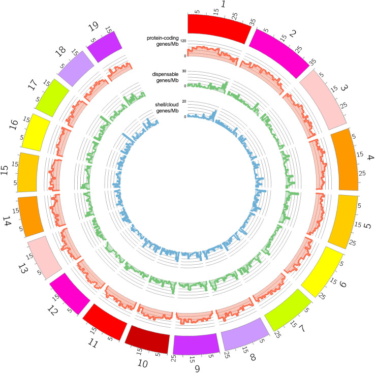 The highly dynamic pangenome of basal chordates is enriched in defence and immunity genes and is inherited following the Mendelian law.