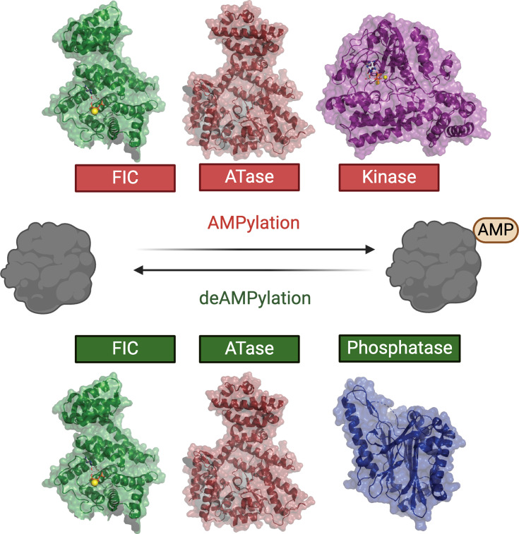 The rise of AMPylation: from bacterial beginnings to modern implications in health and disease.