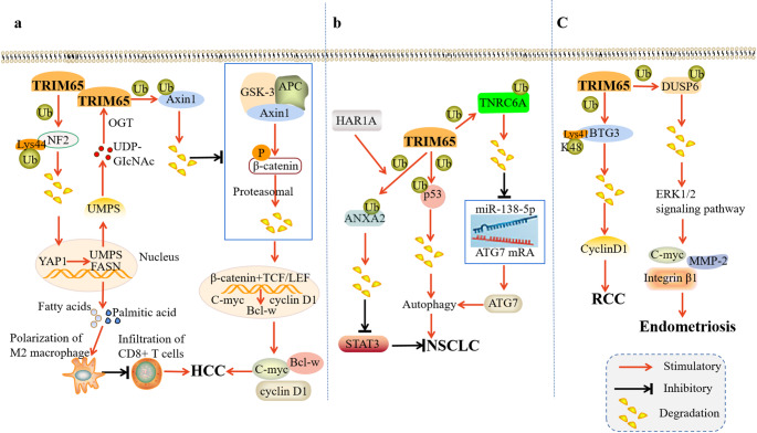 Research and development prospects of TRIM65.
