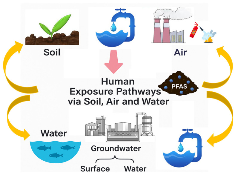 Managing PFAS in Sewage Sludge: Exposure Pathways, Impacts, and Treatment Innovations.