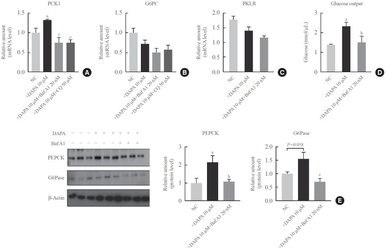 Sodium-Glucose Cotransporter-2 Inhibitor Enhances Hepatic Gluconeogenesis and Reduces Lipid Accumulation via AMPK-SIRT1 Activation and Autophagy Induction.