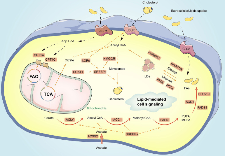 Lipid metabolism-related genes in gastric cancer: Exploring oncogenic pathways.