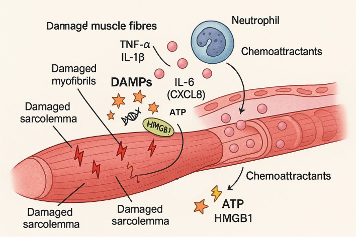 Impact of exercise on immune cell infiltration in muscle tissue: implications for muscle repair and chronic disease.