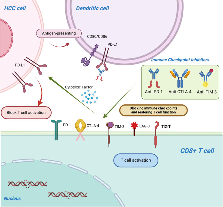 Advances in Tumor Microenvironment and Immunotherapeutic Strategies for Hepatocellular Carcinoma.
