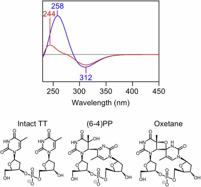 Infrared and ultraviolet spectroscopic characterization of a key intermediate during DNA repair by (6-4) photolyase.
