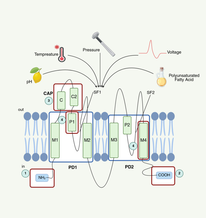TREK-1 and epilepsy: regulating the balance of K<sup>+</sup> and the glutamate release in astrocyte-neuron interactions.