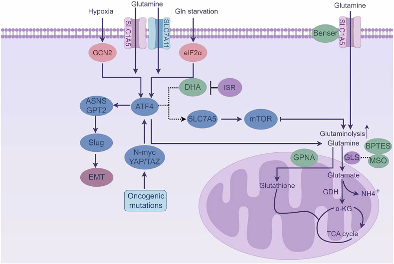 The ATF4-glutamine axis: a central node in cancer metabolism, stress adaptation, and therapeutic targeting.