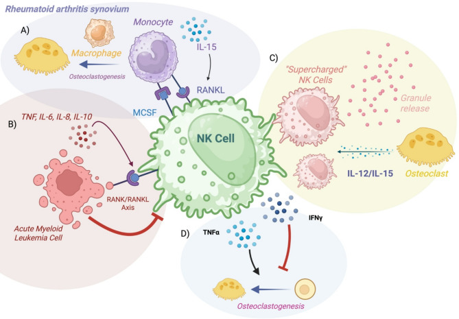 Unleashing NK cells for cancer immunotherapy in lung cancer: biologic challenges and clinical advances.
