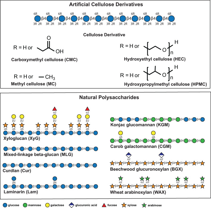 Artificial cellulose derivatives are metabolized by select human gut Bacteroidota upon priming with common plant β-glucans.
