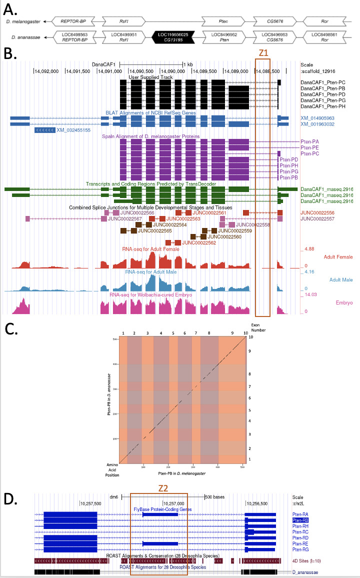Gene model for the ortholog of <i>Pten</i> in <i>Drosophila ananassae</i>.