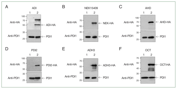 Identification and confirmation of SUMOylation-modified proteins in Giardia trophozoites.