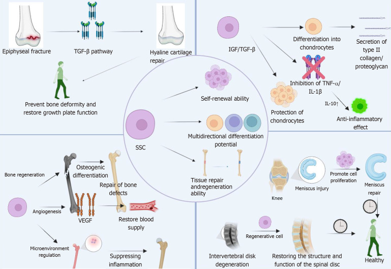 Skeletal stem cells, a new direction for the treatment of bone and joint diseases.