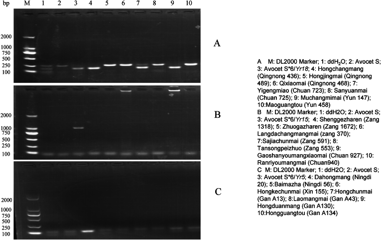 Identification of resistance to stripe rust in 267 Chinese spring wheat landraces germplasm and molecular detection of disease resistance genes.