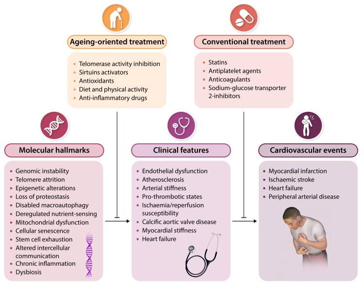 Trajectories of cardiovascular ageing-from molecular mechanisms to clinical implementation.