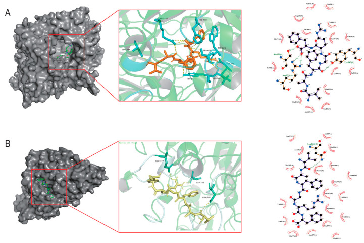 Screening and Assessment of Hypoglycemic Active Peptide from Natural Edible Pigment Phycobiliprotein Based on Molecular Docking, Network Pharmacology, Enzyme Inhibition Assay Analyses, and Cell Experiments.