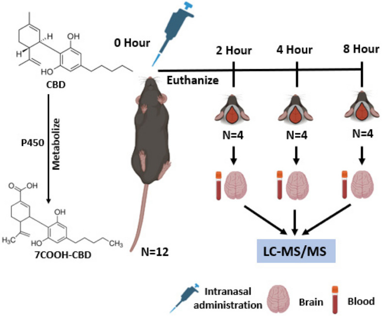 Quantitation of Cannabidiol (CBD) in brain regions and plasma following intranasal administration of a CBD nanoformulation.