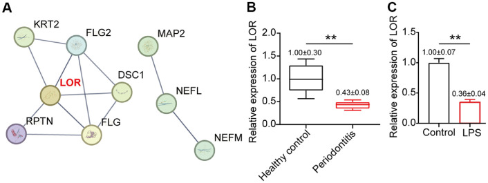 LOR Regulated by METTL3 Alleviates Lipopolysaccharides-Induced Periodontitis Injury.
