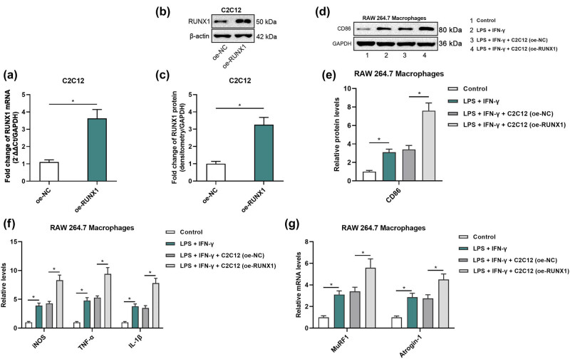 RUNX1 promotes denervation-induced muscle atrophy by activating the JUNB/NF-κB pathway and driving M1 macrophage polarization.