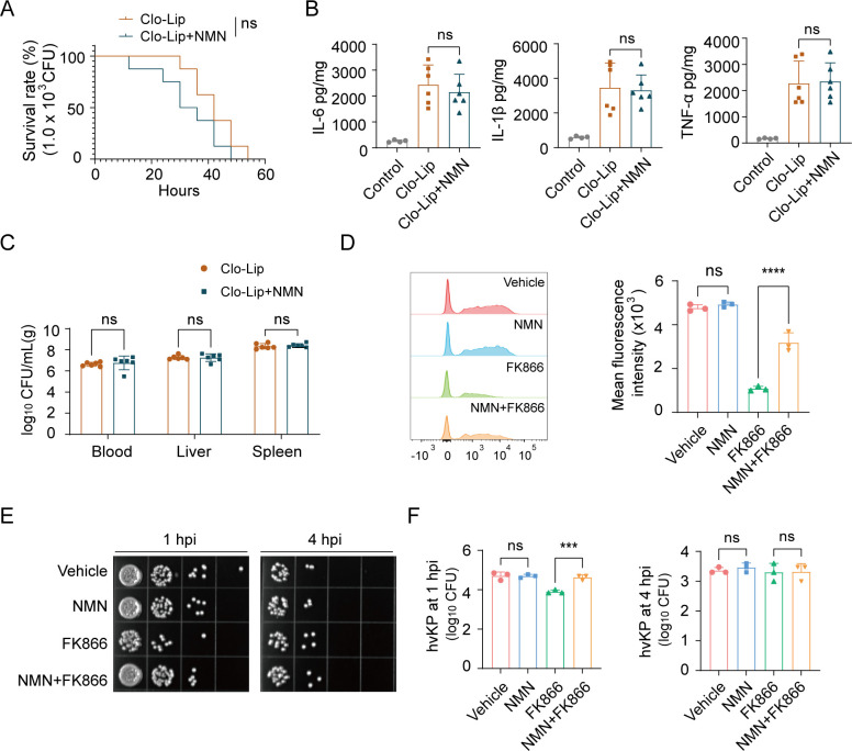 β-Nicotinamide mononucleotide protects against hypervirulent <i>Klebsiella pneumoniae</i> bloodstream infection and liver injury.