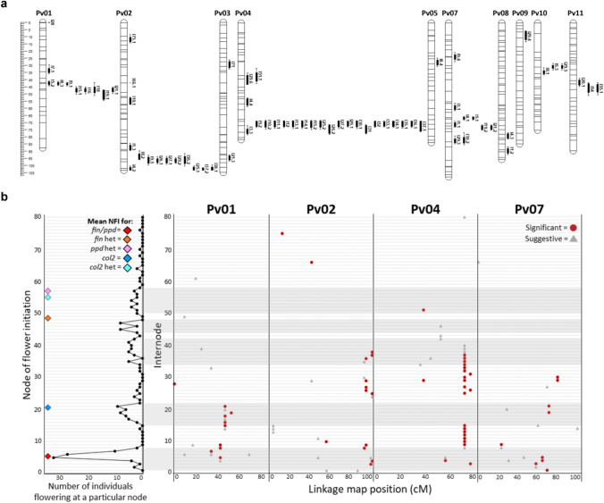 Genetic control of stem elongation in common bean and the influence of age and flowering time.