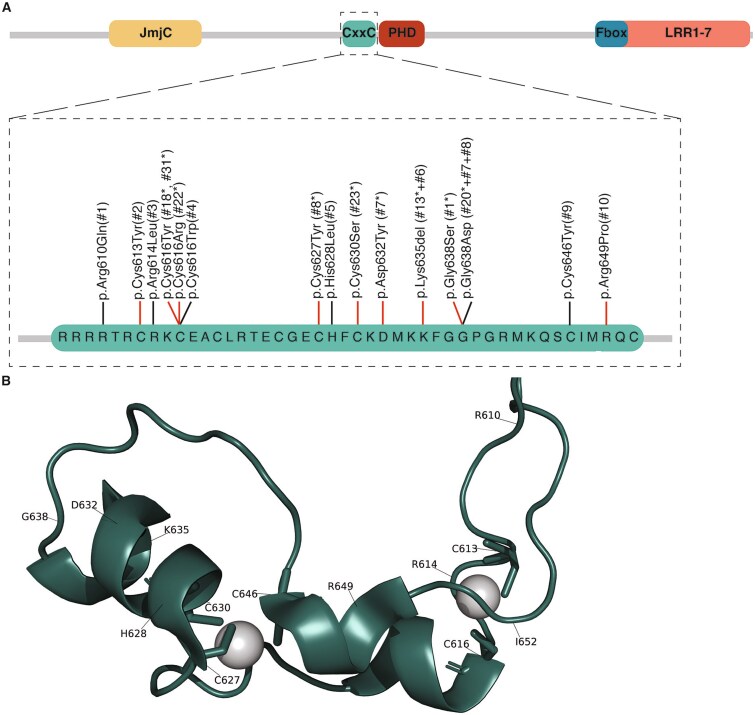 KDM2B variants in the CxxC domain impair its DNA-binding ability and cause a distinct neurodevelopmental syndrome.