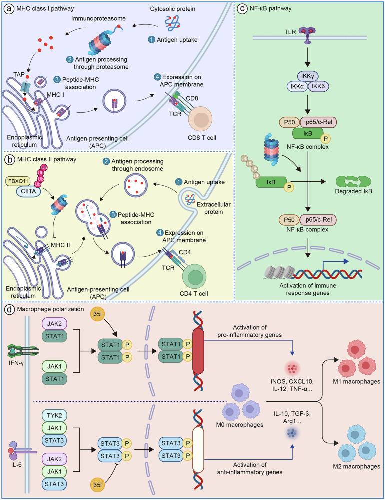 Current landscape of the immunoproteasome: implications for disease and therapy.