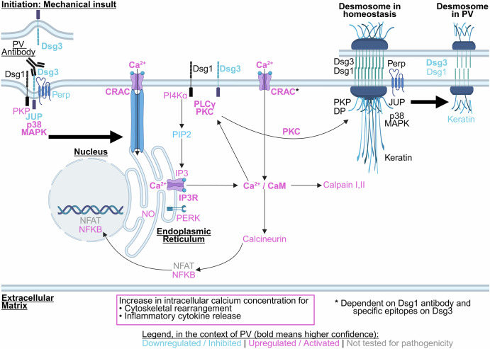 Desmoglein-driven dynamic signaling in pemphigus vulgaris: a systematic review of pathogenic pathways.