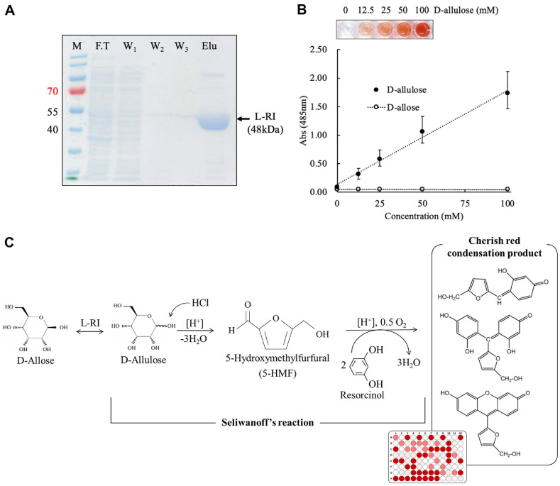 Establishment of High-Throughput Screening Protocol Based on Isomerase Using <i>Geobacillus</i> sp. L-Rhamnose Isomerase.