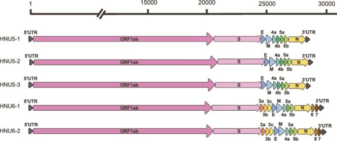 Sustained cross-species transmission of gammacoronavirus in wild birds revealed by viral characterization in China.