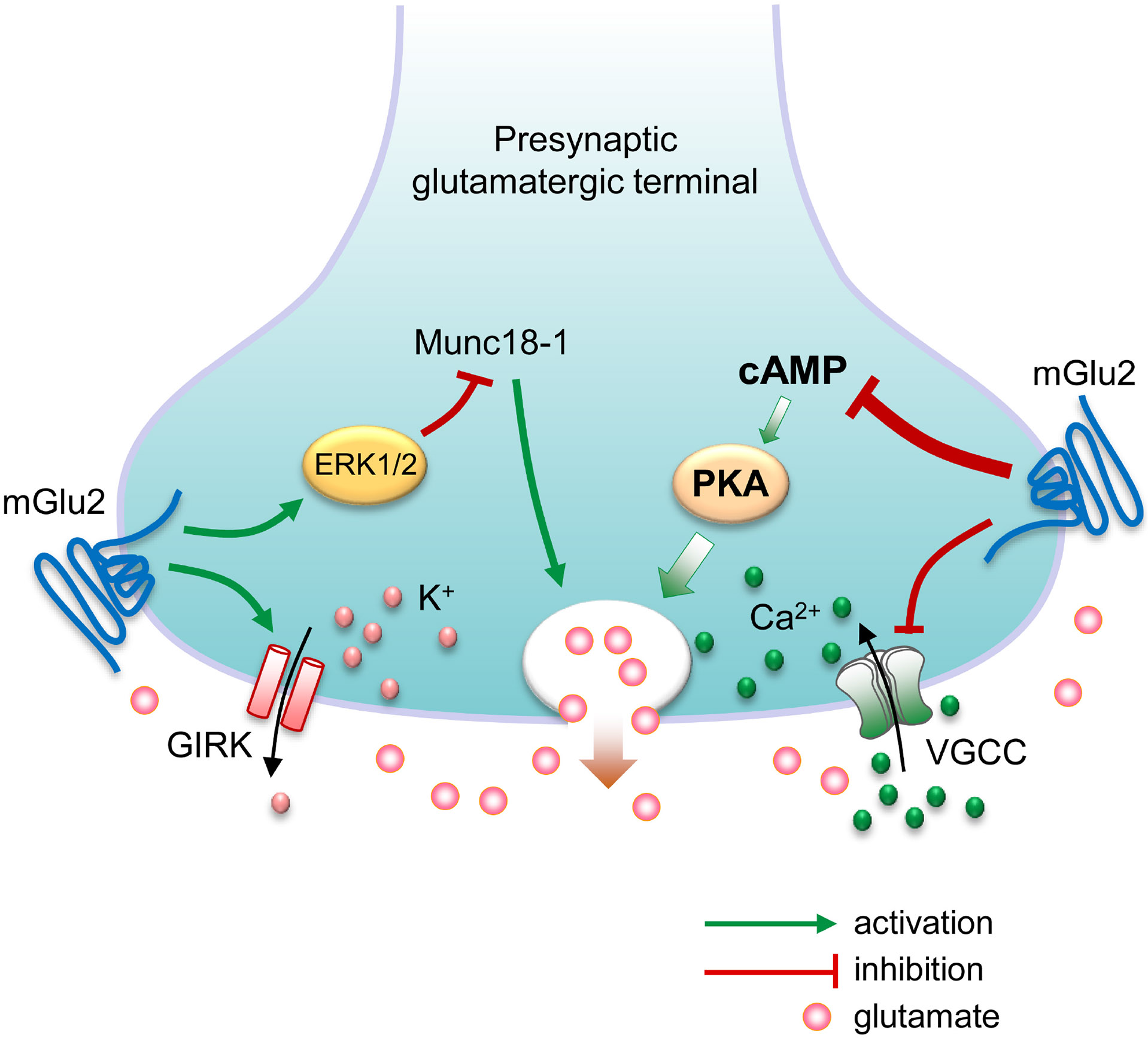 mGlu2 Receptors in the Basal Ganglia: A New Frontier in Addiction Therapy.
