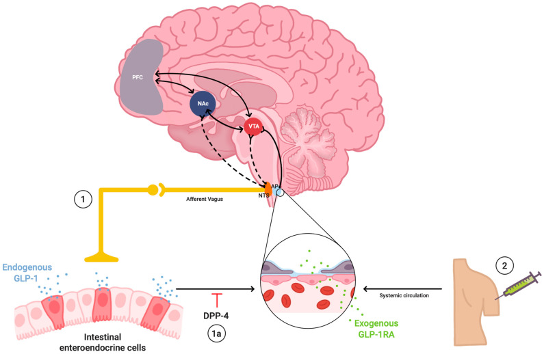Mechanisms of GLP-1 in Modulating Craving and Addiction: Neurobiological and Translational Insights.